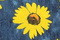 Л 362 джинса_жёлтые цветы